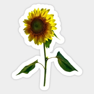 Sunflower Standing Tall Sticker